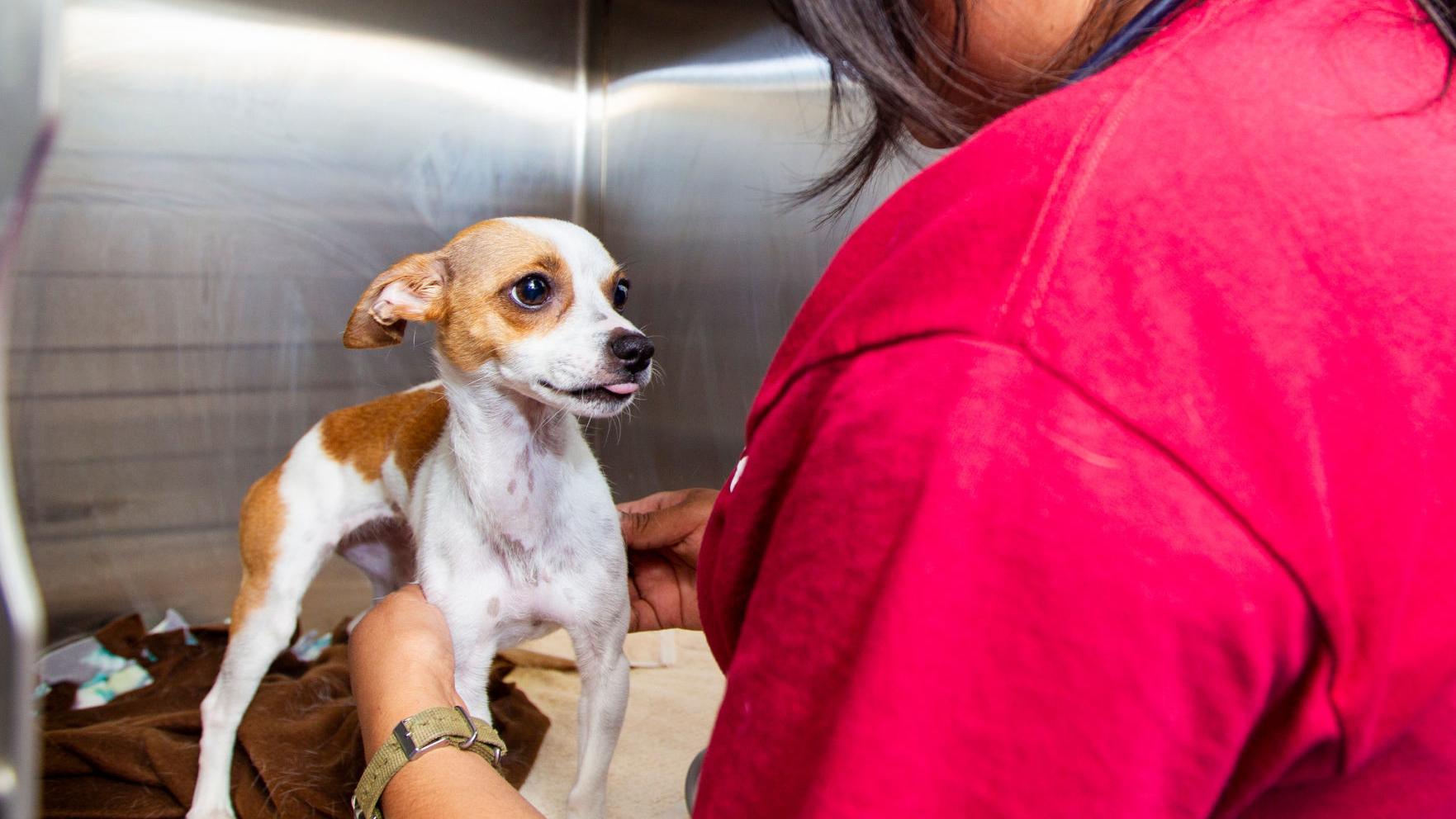 Friends of PACC launches multimillion-dollar campaign to save local pets